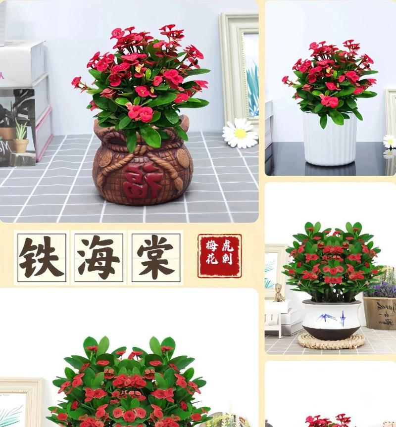 沉默的花语如何表达？有哪些花卉象征沉默？