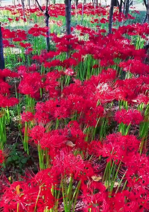 彼岸花的花语有何寓意？它在花语中代表什么？
