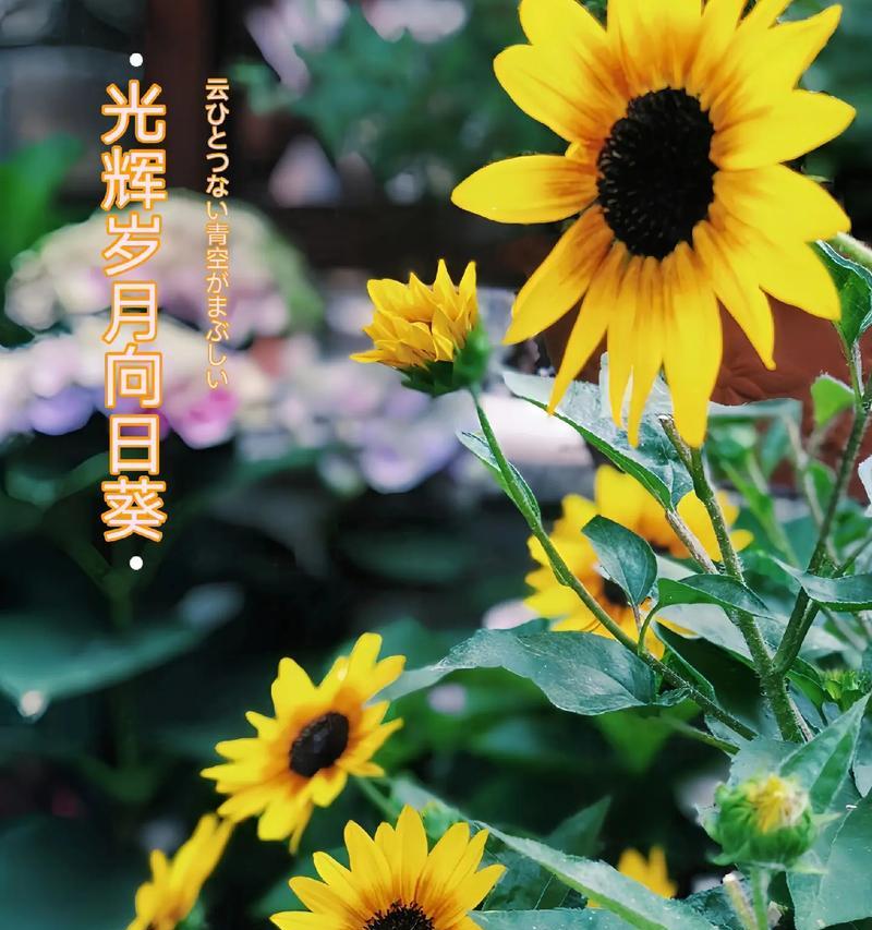太阳花的花语如何形容？它象征着什么？