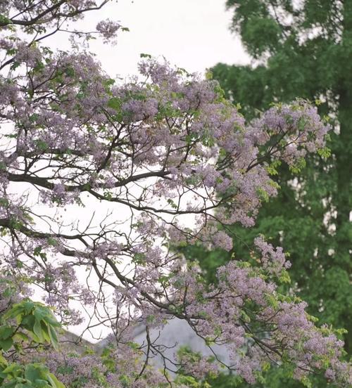 荼蘼花的故事是什么？它的花语背后有何深意？