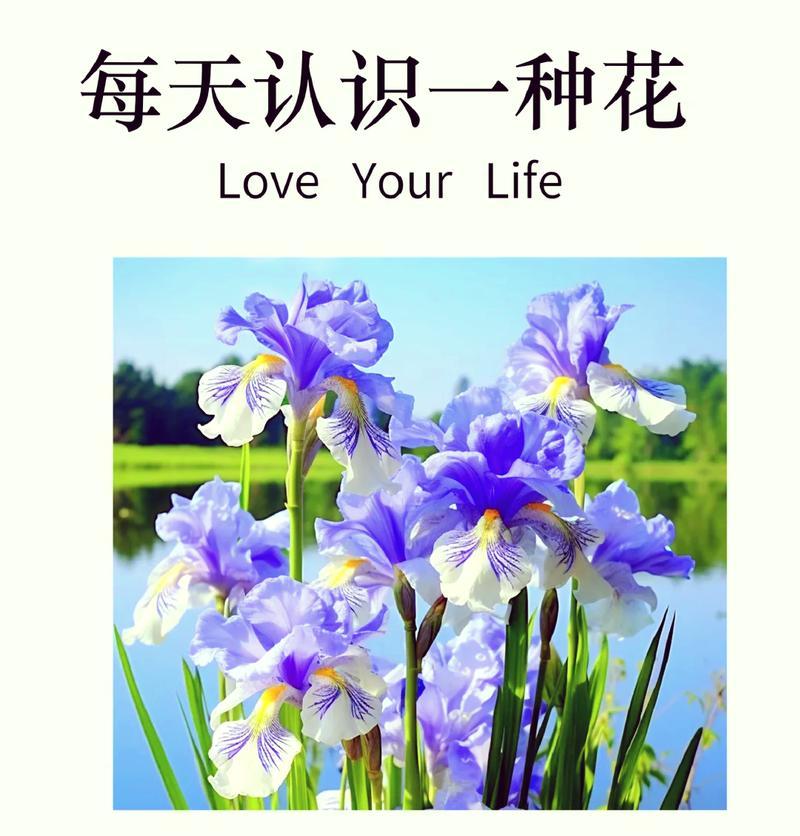 绝望凤尾花的花语是什么？它在花语中代表什么情感？