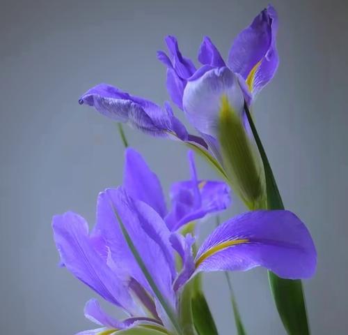 绝望凤尾花的花语是什么？它在花语中代表什么情感？