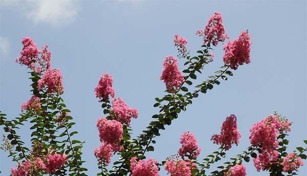 绝望凤尾花的花语是什么？它在花语中代表什么情感？