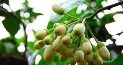 柚子花束的花语有何含义？它适合哪种场合赠送？