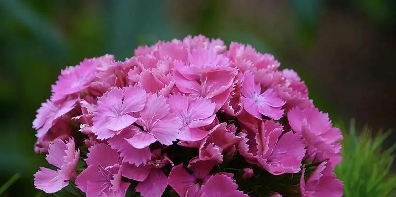 哪些花语特别惹人喜爱？它们代表了什么？