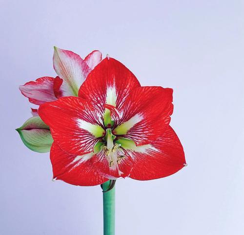 哪些花语特别惹人喜爱？它们代表了什么？