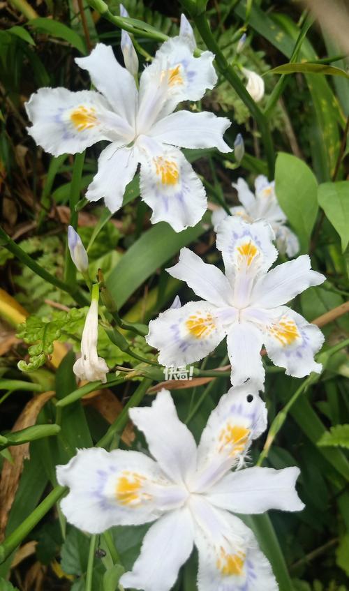 花语的来源和特征是什么？如何理解花的语言？