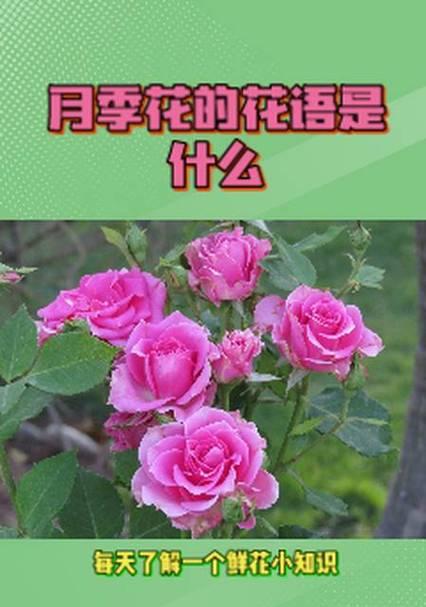 花语的来源和特征是什么？如何理解花的语言？