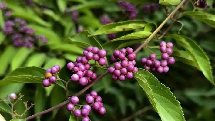 鸡冠爵床花的花语有何寓意？它在花语中扮演什么角色？