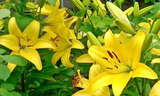 12金钗花的花语有何深意？它们各自代表什么？