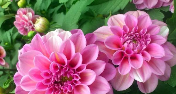 12金钗花的花语有何深意？它们各自代表什么？