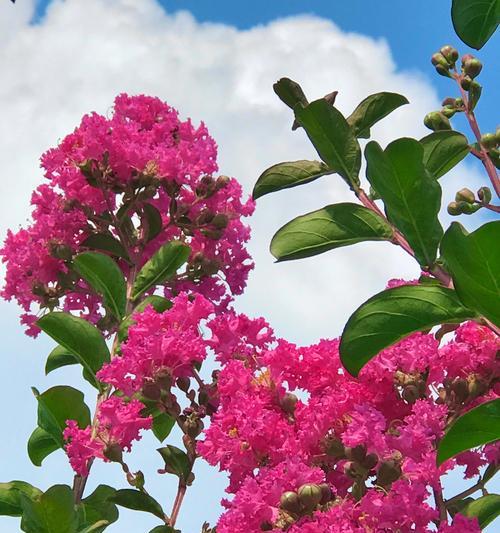 紫薇花的花语是什么？它在花语中象征着什么？