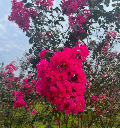 紫薇花的花语是什么？它在花语中象征着什么？