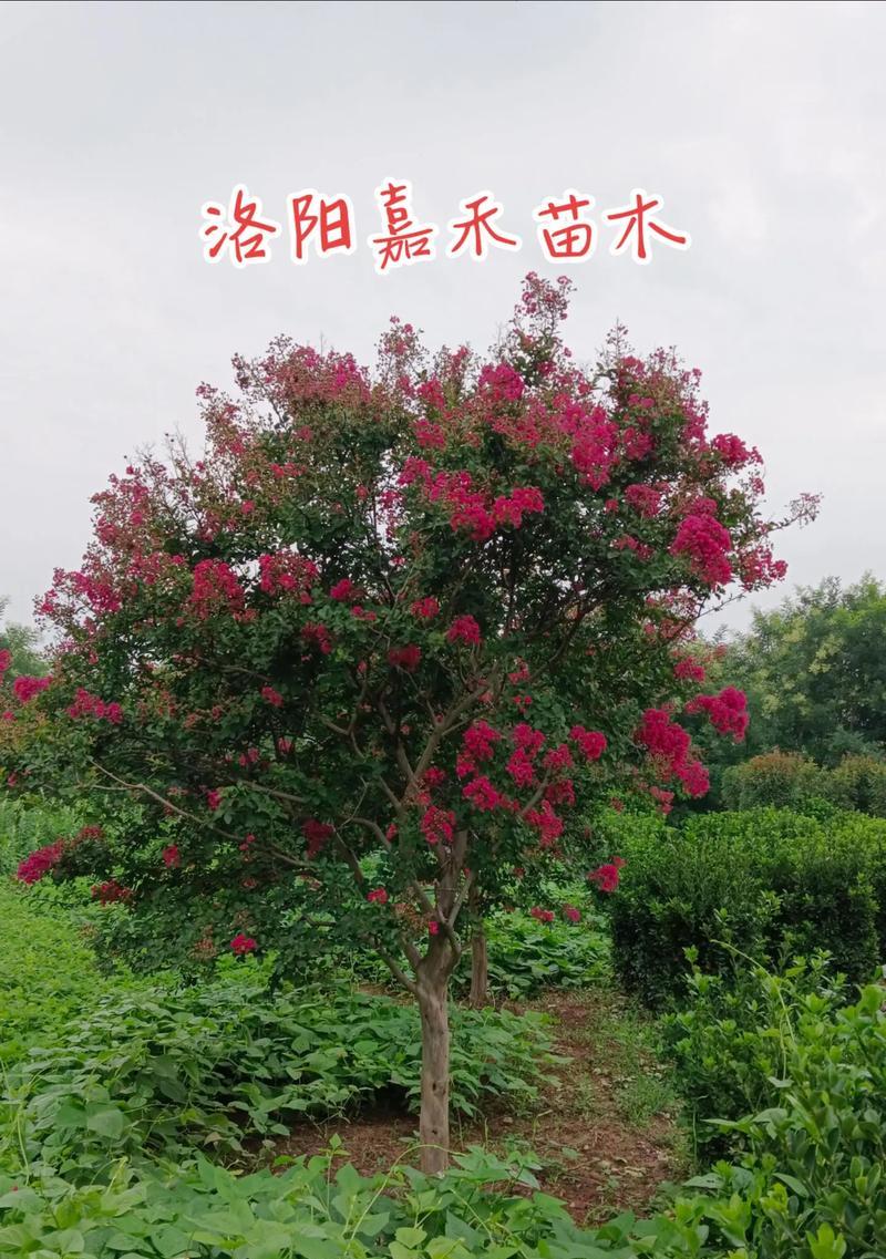 紫薇花的花语是什么？它在花语中象征着什么？