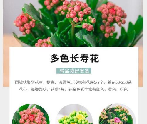 长寿花的花语大全有哪些？如何选择合适的长寿花表达祝福？