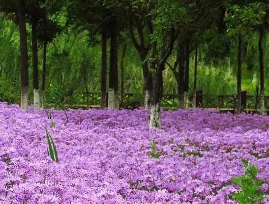 紫色石蒜代表什么花语？紫色石蒜花语的含义是什么？