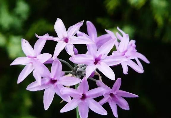 紫色石蒜代表什么花语？紫色石蒜花语的含义是什么？