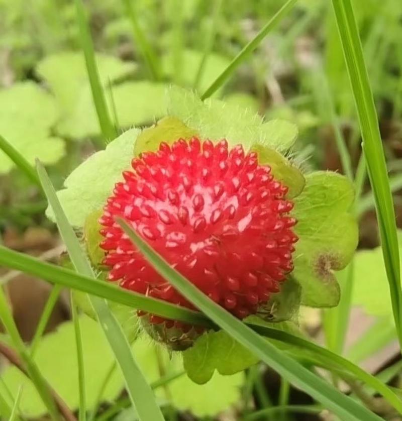 蛇莓的花语传说有哪些？蛇莓花语背后的故事是什么？