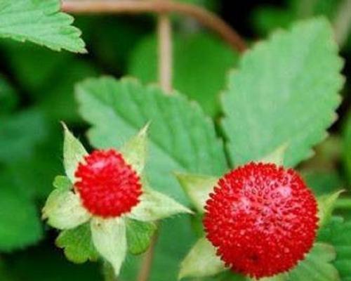 蛇莓的花语传说有哪些？蛇莓花语背后的故事是什么？