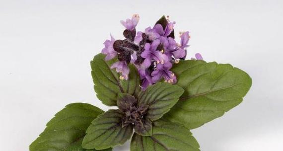 罗勒的花语传说是什么？罗勒花语有哪些寓意？