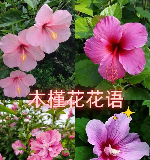 270这个数字的花语是什么？270代表的花语含义有哪些？