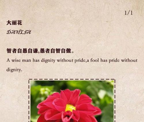 270这个数字的花语是什么？270代表的花语含义有哪些？