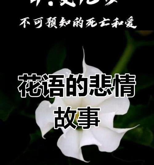 花语大全中悲伤的含义是什么？如何通过花语表达悲伤？