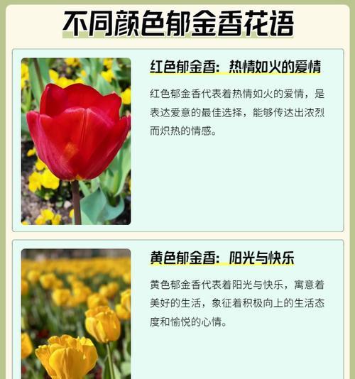 花卉花语有哪些知识？花卉花语知识如何学习？