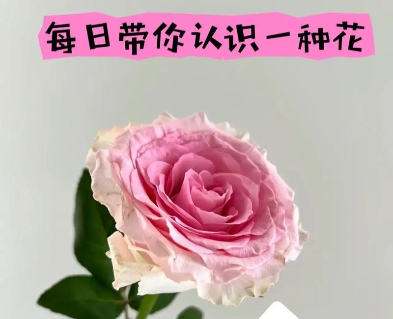 希望有人的花语是什么？如何用花语表达希望？