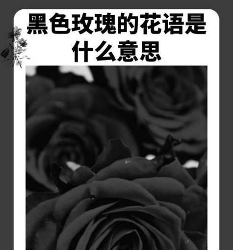 花语如何代表真心？花语中表达真心的含义是什么？