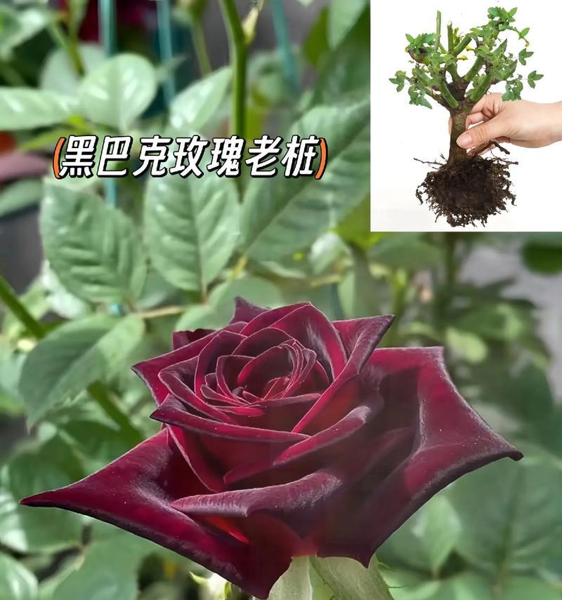 花语如何代表真心？花语中表达真心的含义是什么？