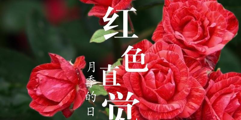 月季红色的花语是什么？红色月季代表的含义有哪些？