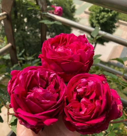 月季红色的花语是什么？红色月季代表的含义有哪些？