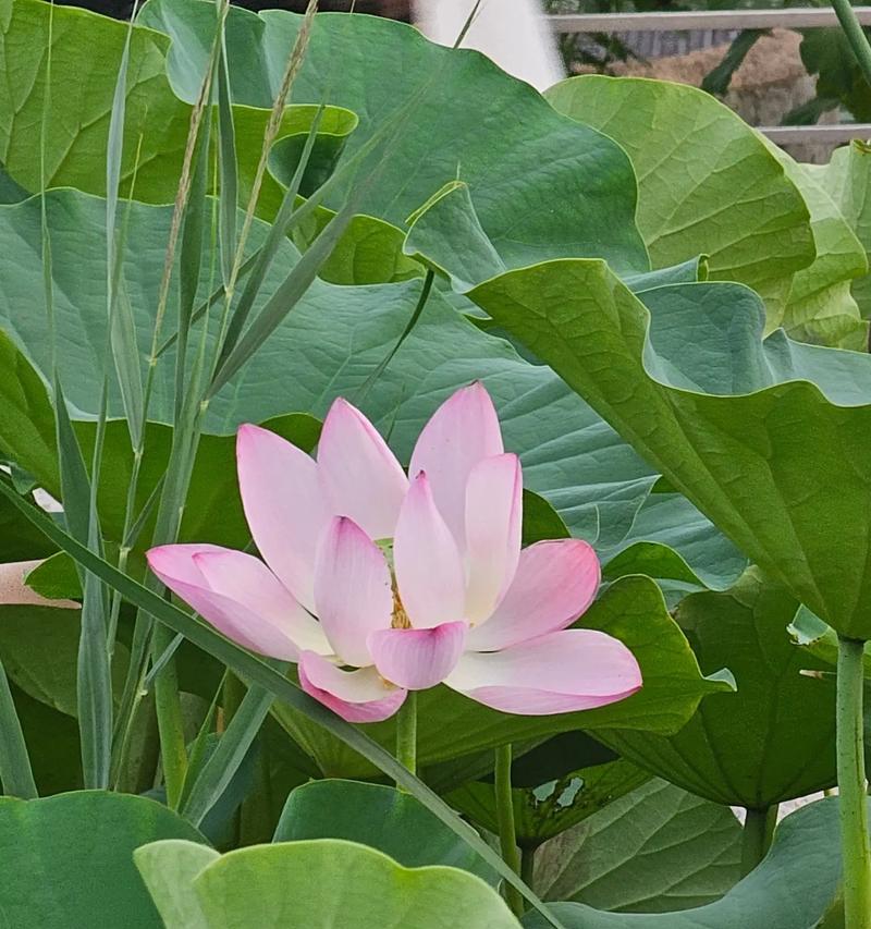荷花的寓意花语有哪些？荷花寓意花语的含义是什么？