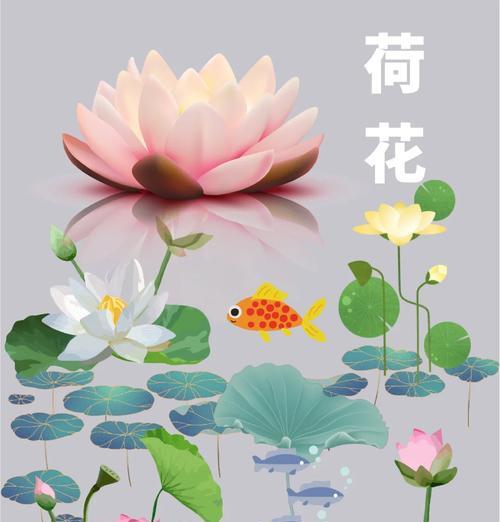 荷花的寓意花语有哪些？荷花寓意花语的含义是什么？