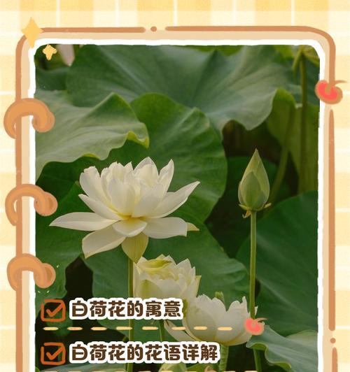 荷花的寓意花语有哪些？荷花寓意花语的含义是什么？