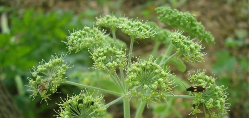 白芷的花语大全是什么？白芷花语的含义有哪些？