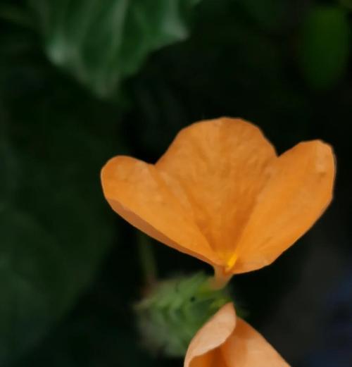 鸟尾花的花语是什么？鸟尾花花语的含义有哪些？