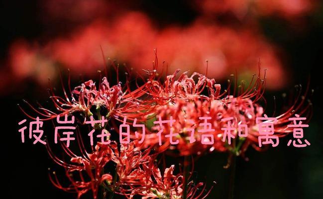 爱情花语花草有哪些？如何通过花草表达爱情花语？