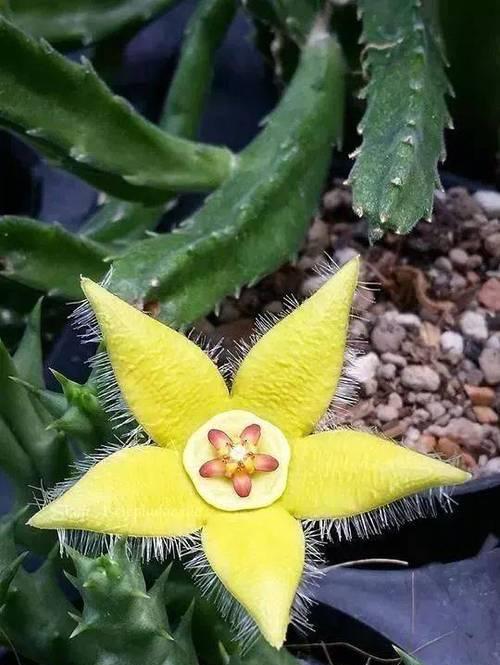 稀奇植物的花语有哪些？稀奇植物花语的含义是什么？