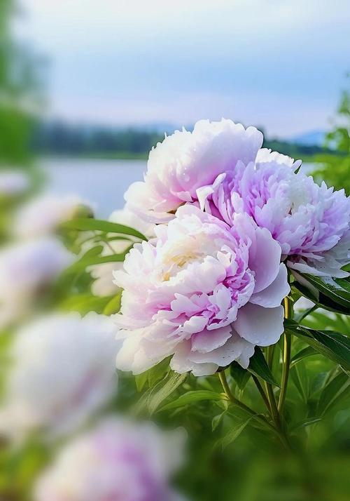 牡丹的寓意花语是什么？牡丹花语的含义有哪些？
