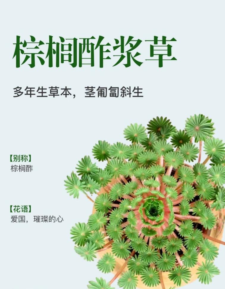 植物与其花语的关系是什么？植物花语的含义有哪些？