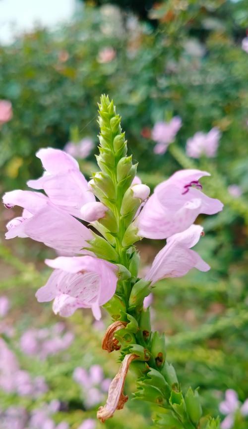 花语如何表示如意？花语中如意的含义是什么？