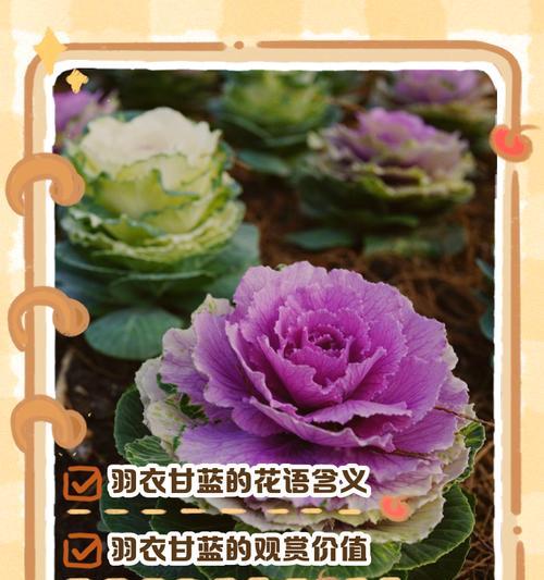 花语如何表示如意？花语中如意的含义是什么？