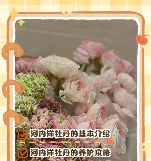 洋毛茛花语代表什么？送花时应注意什么？