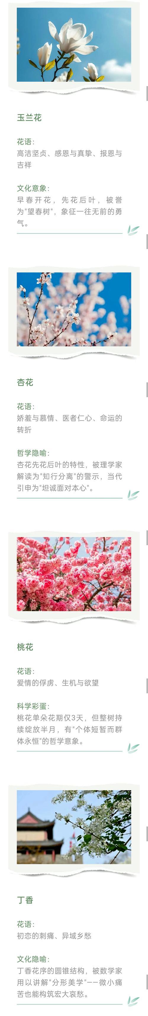 孔雀木花语有何深意？适合哪种场合？
