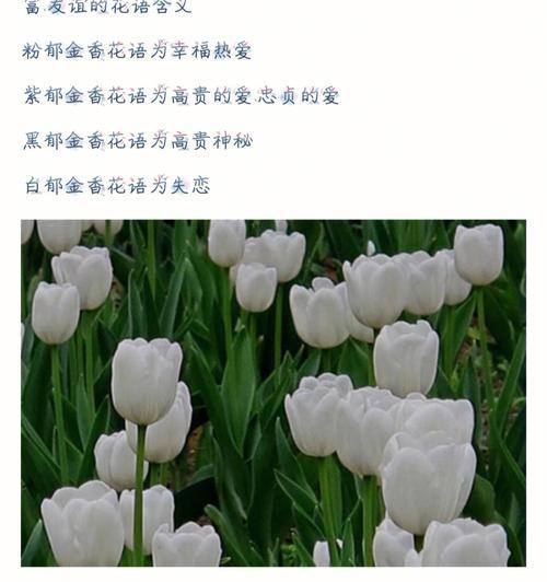 孔雀木花语有何深意？适合哪种场合？
