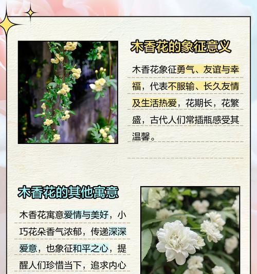 孔雀木花语有何深意？适合哪种场合？