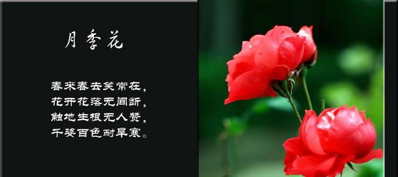 月季花的唯美花语是什么？适合哪种场合？