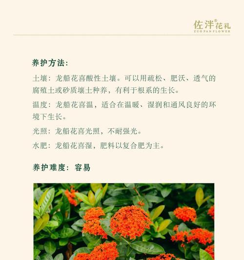 哪种花的花期最长？花语有何特别之处？